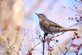 Dusky Thrush Royalty Free Stock Photo