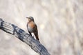 Dusky Thrush Royalty Free Stock Photo