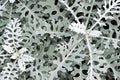 Close up Dusty Miller nature abstract background Royalty Free Stock Photo