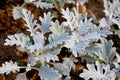 Close up Dusty Miller Plant. or Cineraria Maritima Beautiful white leaf in the garden. abstract background Royalty Free Stock Photo
