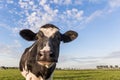 Close up of a dutch black and white cow in The Netherlands Royalty Free Stock Photo