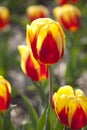 Close up of a Dutch Tulip