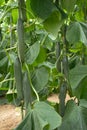 Close-up of Dutch type cucumber crop in greenhouse