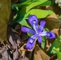 Closeup of a Dwarf Crested Iris, Iris cristata Royalty Free Stock Photo