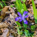 Closeup of a Dwarf Crested Iris, Iris cristata Royalty Free Stock Photo