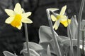 Close-Up Dwarf Daffodil in Early Spring