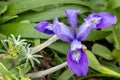 Close-up of purple dwarf iris nestled in leaves Royalty Free Stock Photo
