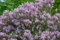 Close-up of dwarf or Korean lilac