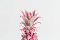 Close up Dwarf Ornamental pink Pineapple flower. One exotic plant top view