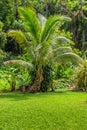 Close up of a Dwarf Palm tree.