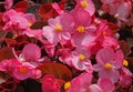 Close-up of dwarf pink begonias