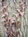 close up dying dead red dry ivy leaves on bark