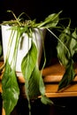 Close-up of dying dehydrated Peace Lilly house plant in pot Royalty Free Stock Photo