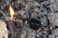 Close up of a dying fire with flames and embers.