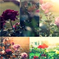 Close-up of dying garden roses on bush. Collage of colorized images. Toned photos set Royalty Free Stock Photo