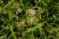 Close up of wild flowers in the grass,clovers,weeds.