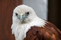 Close up eagle Royalty Free Stock Photo