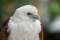 Close up eagle Royalty Free Stock Photo