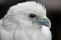 Close up eagle Royalty Free Stock Photo