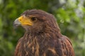 Close up of eagle, falcon, or hawk bird or dove standing isolated on nature tree background. Wild animal hunter