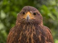 Close up of eagle, falcon, or hawk bird or dove standing isolated on nature tree background. Wild animal hunter