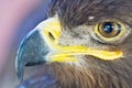 Close-up eagle head Royalty Free Stock Photo