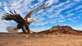 close up of a eagle landing Royalty Free Stock Photo