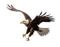 close up of a eagle landing Royalty Free Stock Photo
