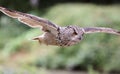 Close up of an Eagle Owl Royalty Free Stock Photo