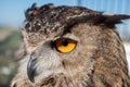 Orange Eyes of an Eagle Owl