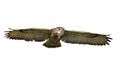 Close up of an Eagle Owl in flight on a white background Royalty Free Stock Photo