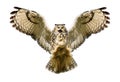 Close up of an Eagle Owl in flight on a white background Royalty Free Stock Photo