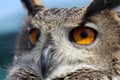 Close up of an eagle owl