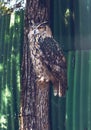 Eagle-owl sitting on the tree Royalty Free Stock Photo