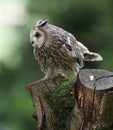 Close up of an Eagle Owl Royalty Free Stock Photo