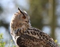 Close up of an Eagle Owl staring Royalty Free Stock Photo