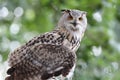 Close up of an Eagle Owl Royalty Free Stock Photo