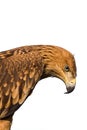 Close up eagle portrait Royalty Free Stock Photo