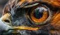 Close-up of eagle's eye. Macro of hawk's eye Royalty Free Stock Photo