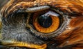 Close-up of eagle's eye. Macro of hawk's eye Royalty Free Stock Photo