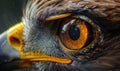 Close-up of eagle's eye. Macro of hawk's eye Royalty Free Stock Photo