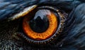 Close-up of eagle's eye. Macro of hawk's eye Royalty Free Stock Photo