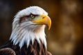 Close up of eagle's face with yellow beak and yellow eyes. Generative AI Royalty Free Stock Photo