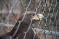 Close-up of an eagle`s head behind bars. The concept of non-freedom and limitation Royalty Free Stock Photo