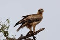 Eagle on a branch