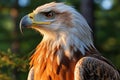 a close up of an eagle in the woods