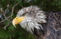 Close up of an eagle, yellow beak