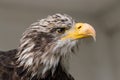 Close up of an eagle, yellow beak Royalty Free Stock Photo