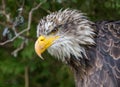 Close up of an eagle, yellow beak