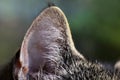 Close up of an ear of a brown-black cat Royalty Free Stock Photo